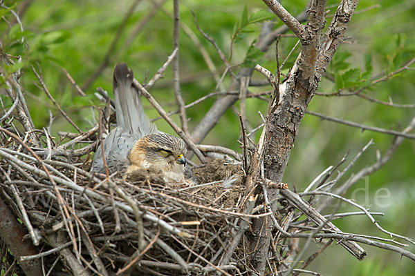 Merlin (Falco columbarius)