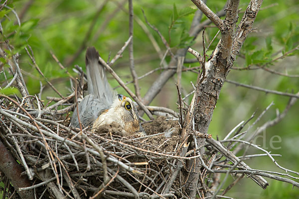 Merlin (Falco columbarius)