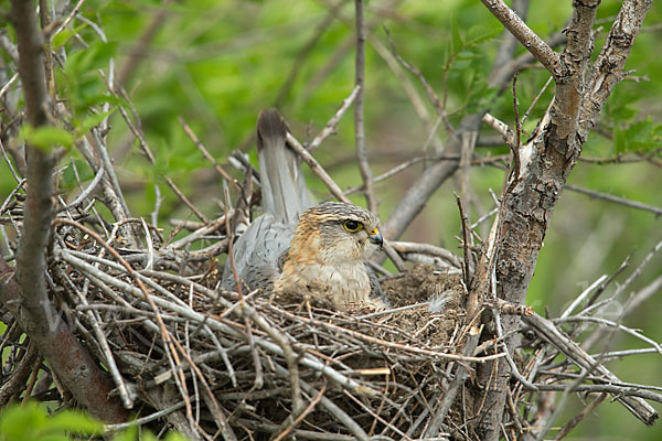 Merlin (Falco columbarius)