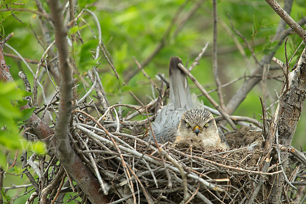 Merlin (Falco columbarius)