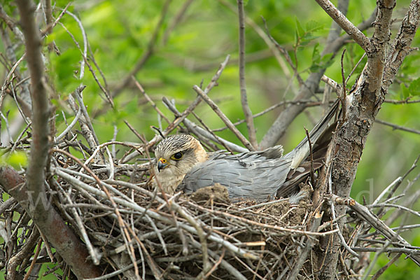 Merlin (Falco columbarius)