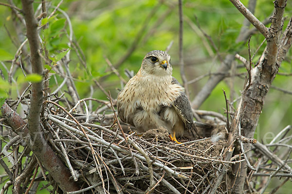 Merlin (Falco columbarius)