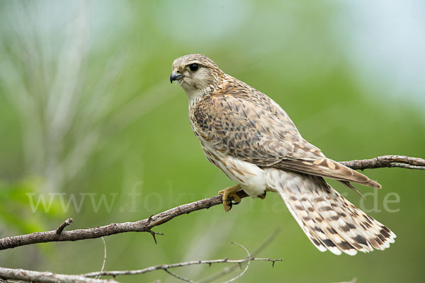 Merlin (Falco columbarius)