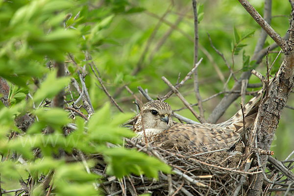 Merlin (Falco columbarius)