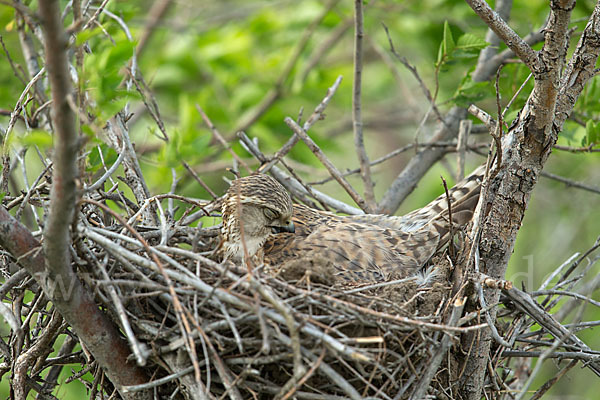 Merlin (Falco columbarius)