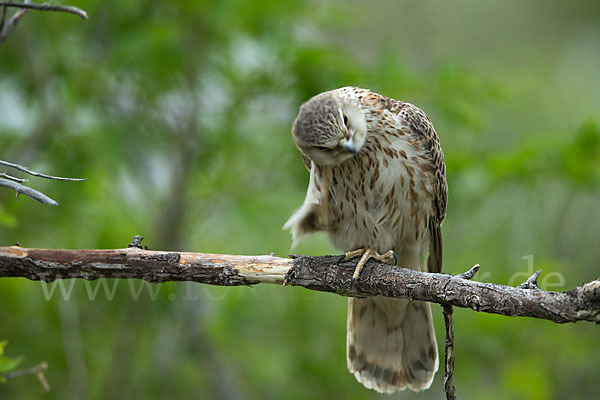 Merlin (Falco columbarius)