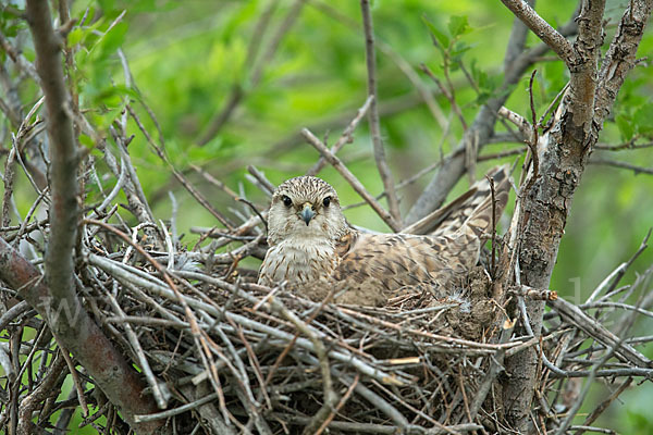 Merlin (Falco columbarius)