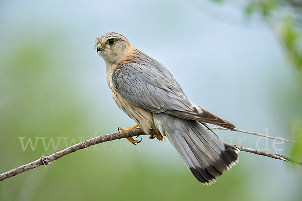 Merlin (Falco columbarius)