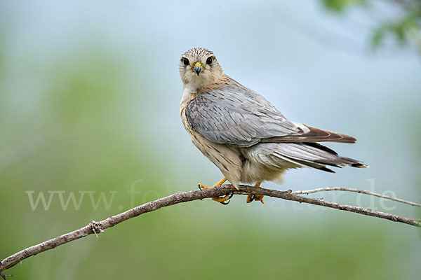 Merlin (Falco columbarius)