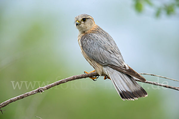 Merlin (Falco columbarius)