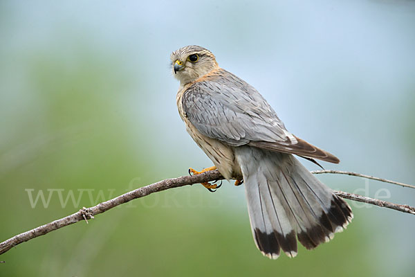 Merlin (Falco columbarius)