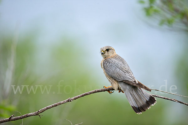 Merlin (Falco columbarius)