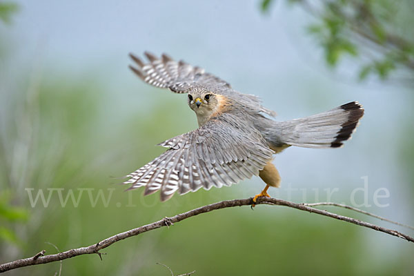 Merlin (Falco columbarius)