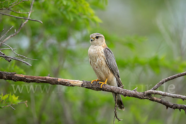 Merlin (Falco columbarius)