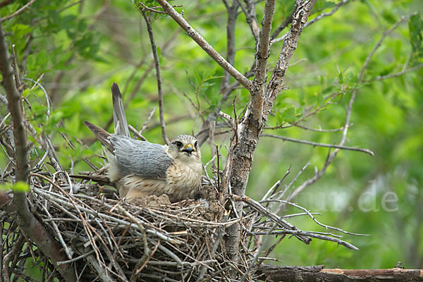 Merlin (Falco columbarius)