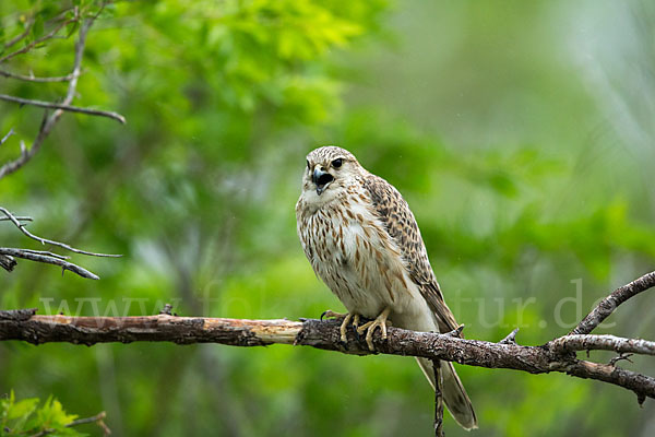 Merlin (Falco columbarius)