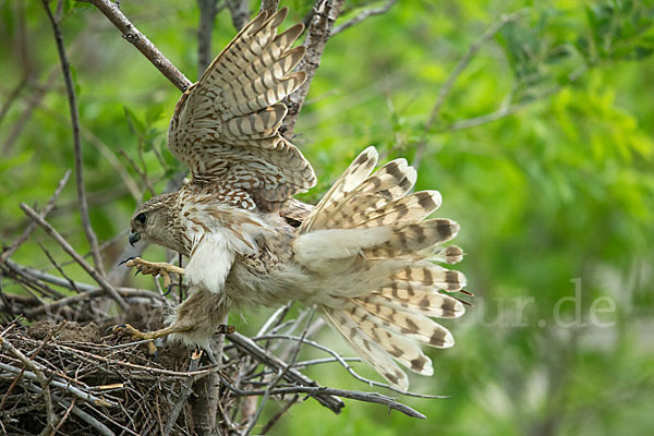 Merlin (Falco columbarius)