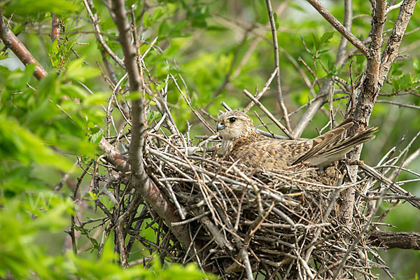 Merlin (Falco columbarius)