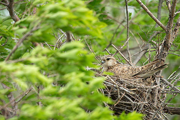 Merlin (Falco columbarius)