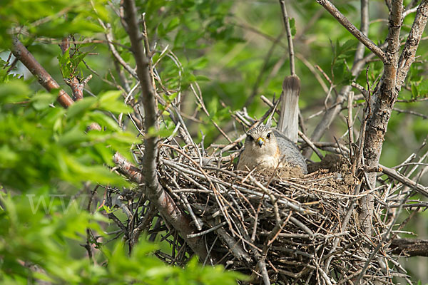 Merlin (Falco columbarius)