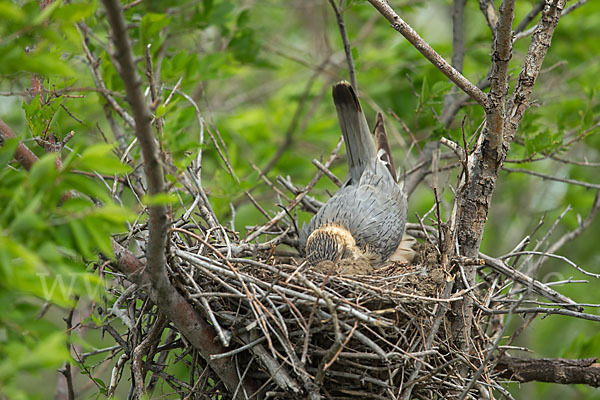 Merlin (Falco columbarius)