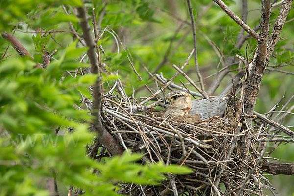 Merlin (Falco columbarius)