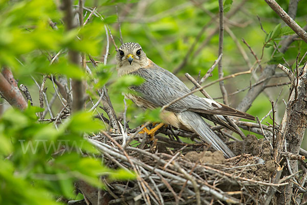 Merlin (Falco columbarius)