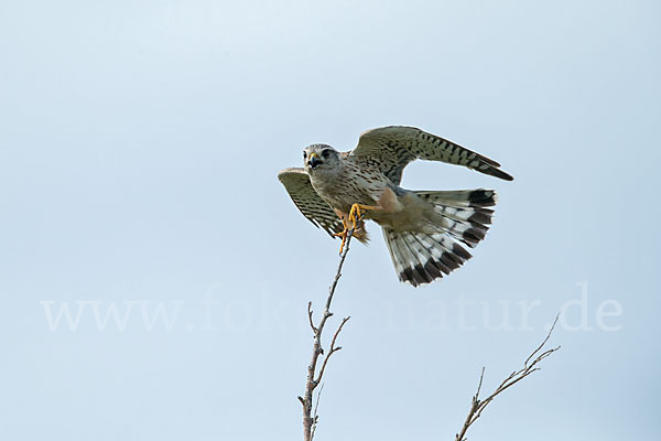 Merlin (Falco columbarius)