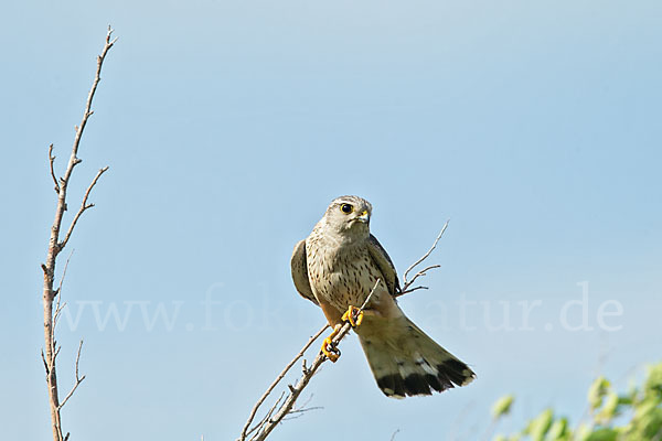 Merlin (Falco columbarius)