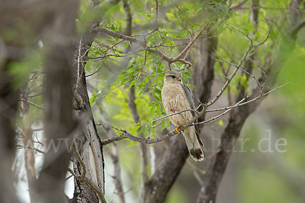 Merlin (Falco columbarius)