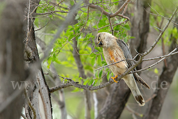 Merlin (Falco columbarius)