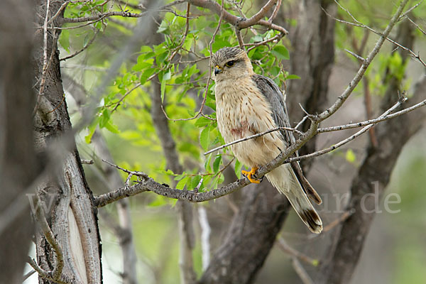 Merlin (Falco columbarius)