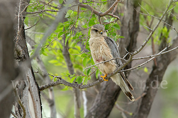 Merlin (Falco columbarius)