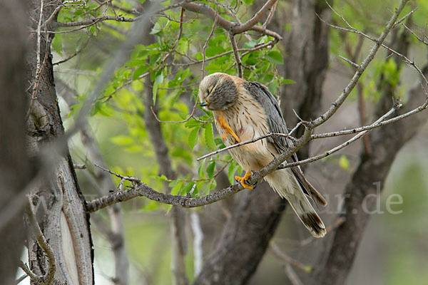 Merlin (Falco columbarius)