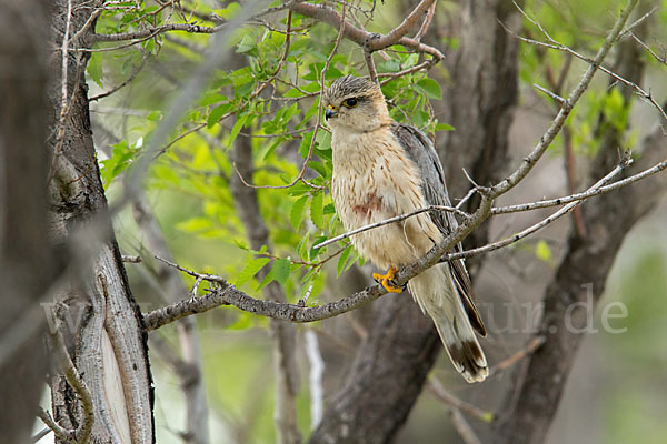 Merlin (Falco columbarius)