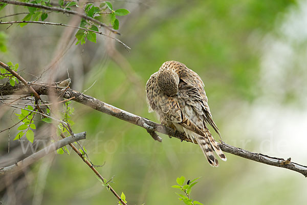 Merlin (Falco columbarius)