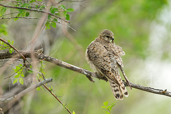 Merlin (Falco columbarius)