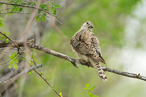 Merlin (Falco columbarius)