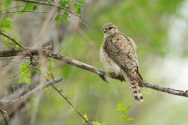 Merlin (Falco columbarius)