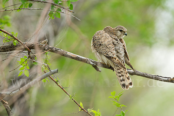 Merlin (Falco columbarius)