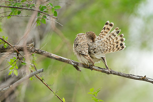 Merlin (Falco columbarius)