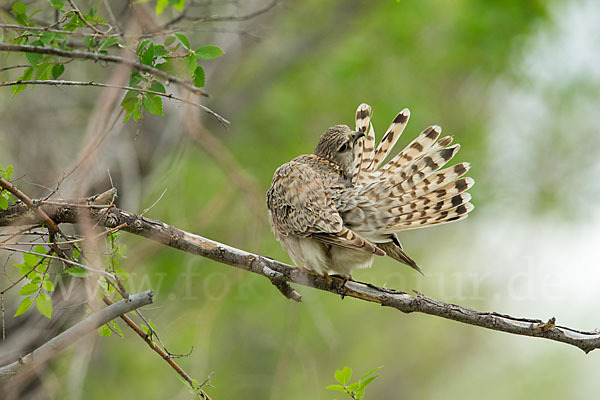 Merlin (Falco columbarius)