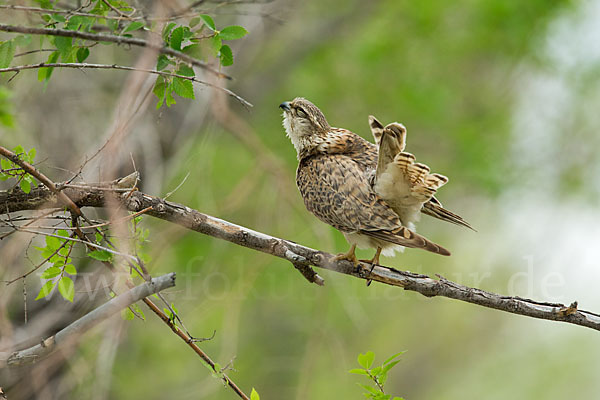 Merlin (Falco columbarius)