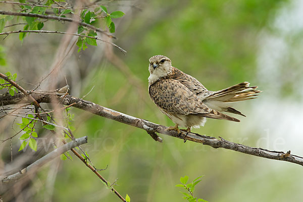 Merlin (Falco columbarius)