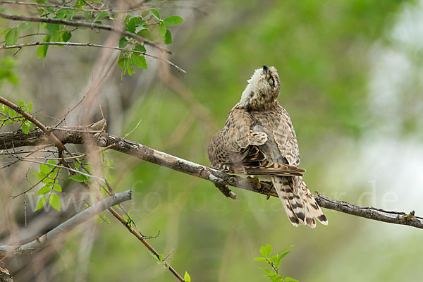 Merlin (Falco columbarius)