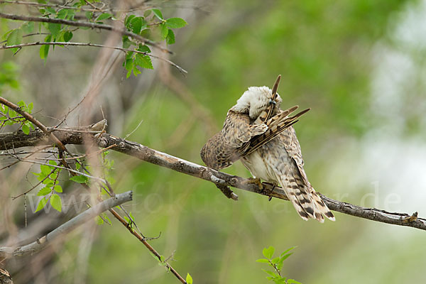 Merlin (Falco columbarius)