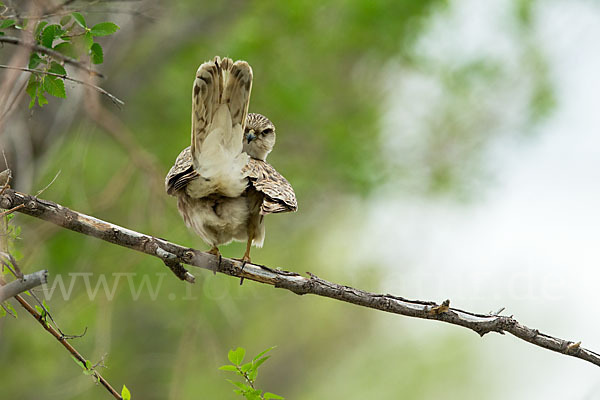 Merlin (Falco columbarius)