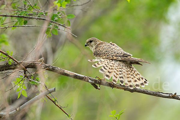 Merlin (Falco columbarius)