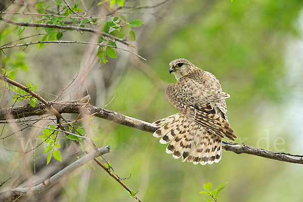 Merlin (Falco columbarius)