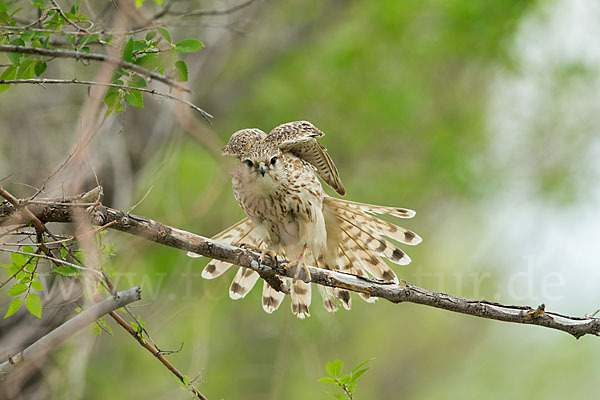 Merlin (Falco columbarius)